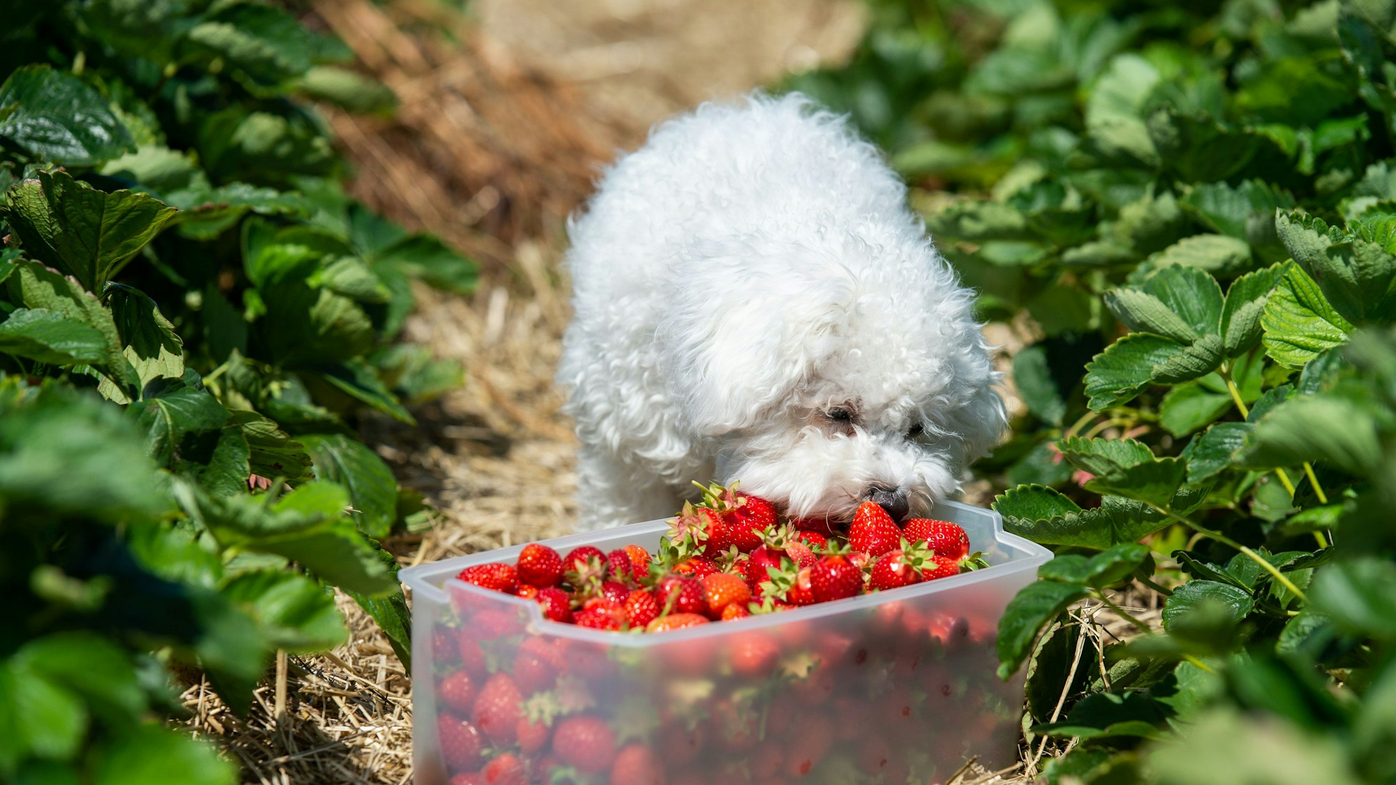 Teddi, ein Bichon Frisé Hund, nascht auf einem Feld zum selberpflücken Erdbeeren.