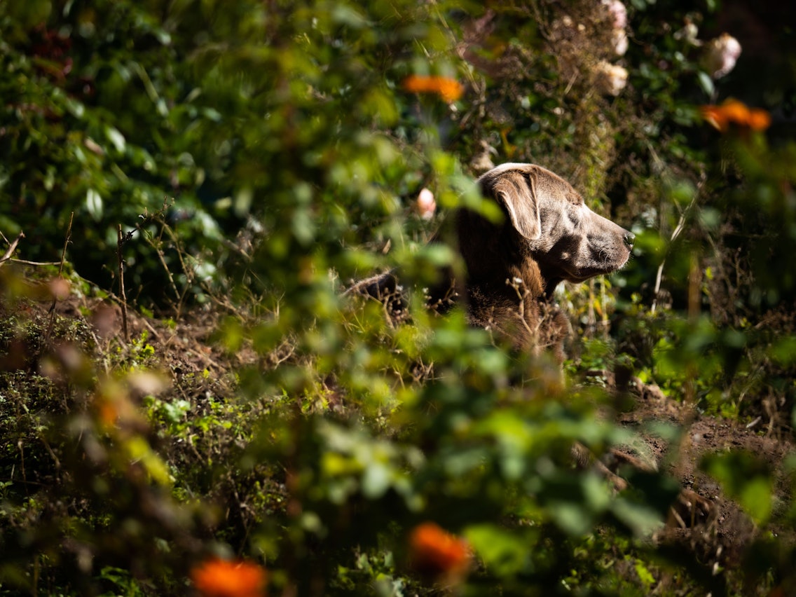 Ein Hund liegt mit geschlossenen Augen im Dickicht eines Gartens und scheint den Sonnenschein und die Wärme zu genießen.