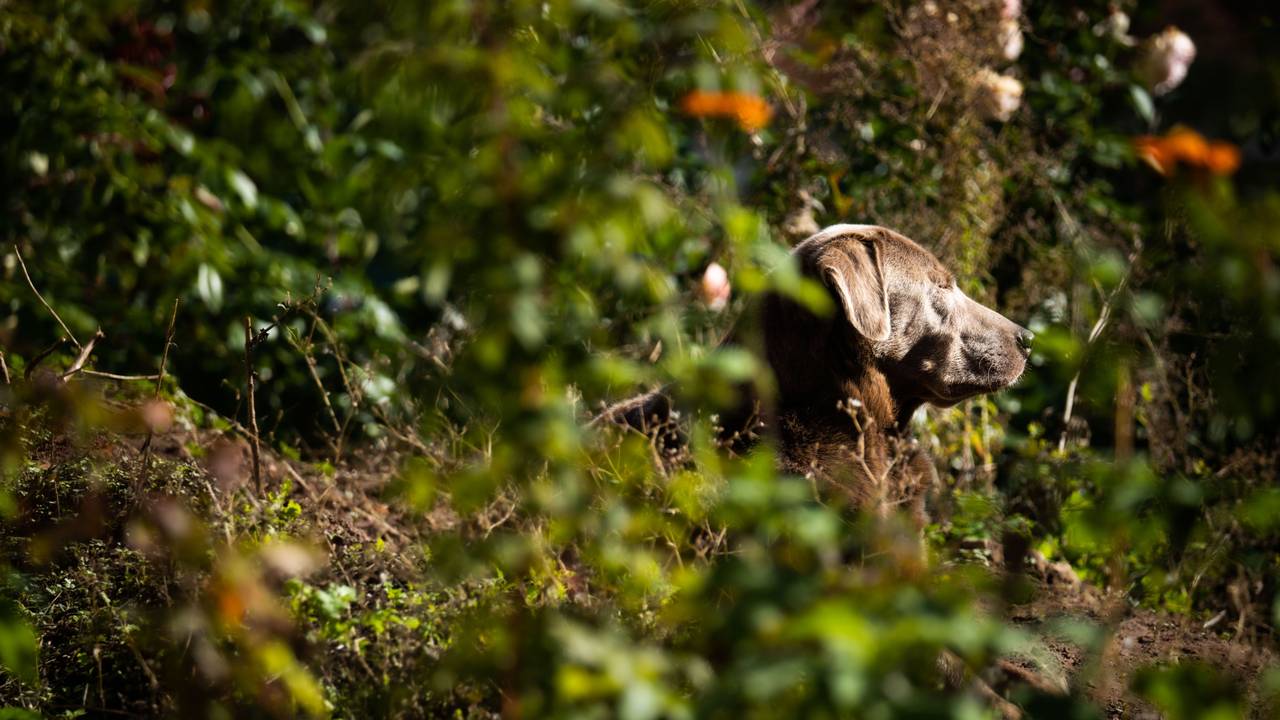 Ein Hund liegt mit geschlossenen Augen im Dickicht eines Gartens und scheint den Sonnenschein und die Wärme zu genießen.