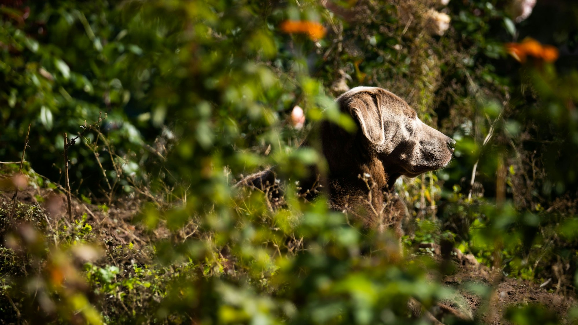 Ein Hund liegt mit geschlossenen Augen im Dickicht eines Gartens und scheint den Sonnenschein und die Wärme zu genießen.