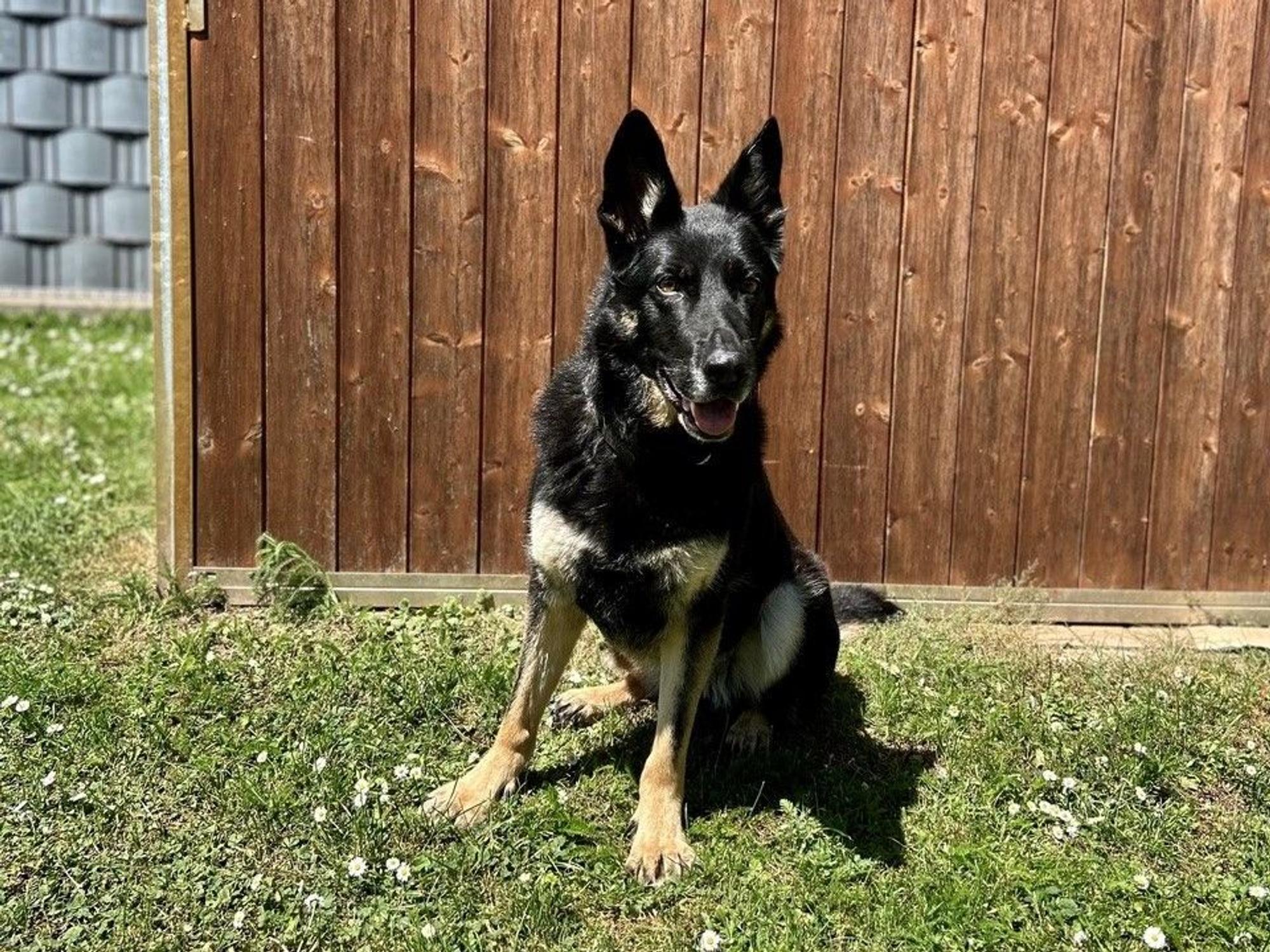 Zollhund Skadi in der Freizeit.