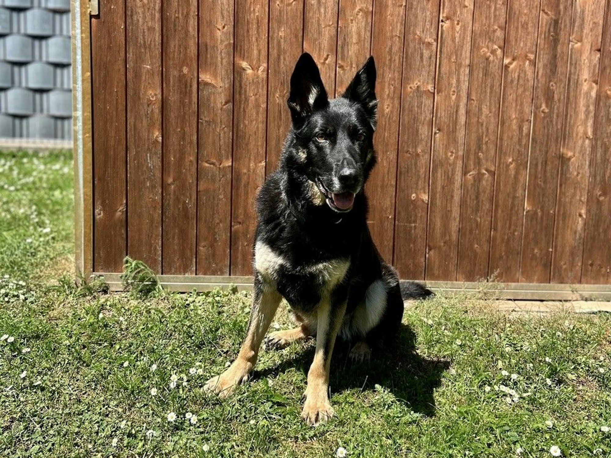 Zollhund Skadi in der Freizeit.