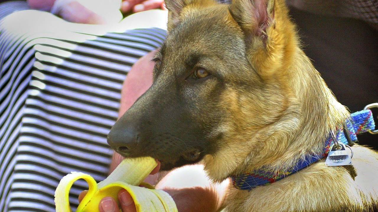 Schäferhund Cheetah wird von seinem Besitzer mit einer Banane gefüttert. Das Foto entstand 2002 in Würzburg.