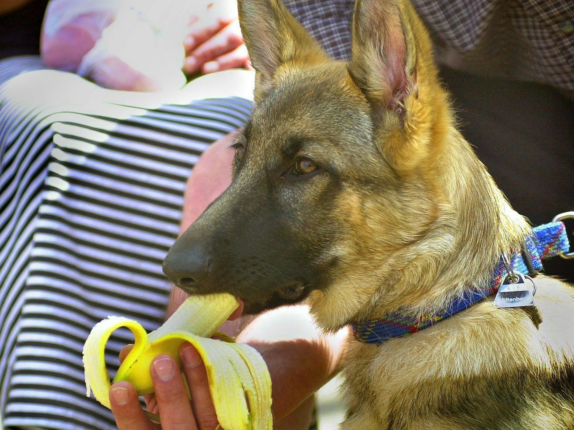 Schäferhund Cheetah wird von seinem Besitzer mit einer Banane gefüttert. Das Foto entstand 2002 in Würzburg.