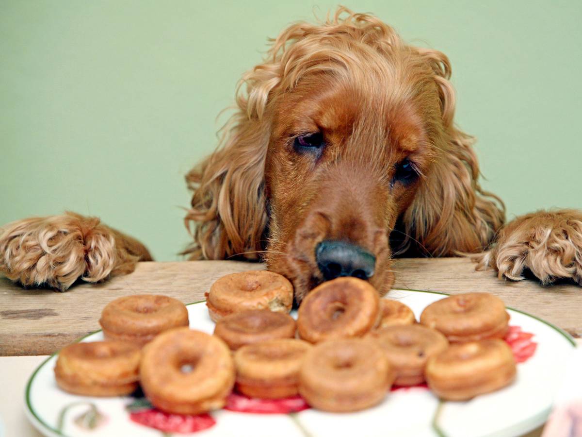 Die Cockerspanielhündin "Maggi" schnuppert an einem Teller mit Donuts.
