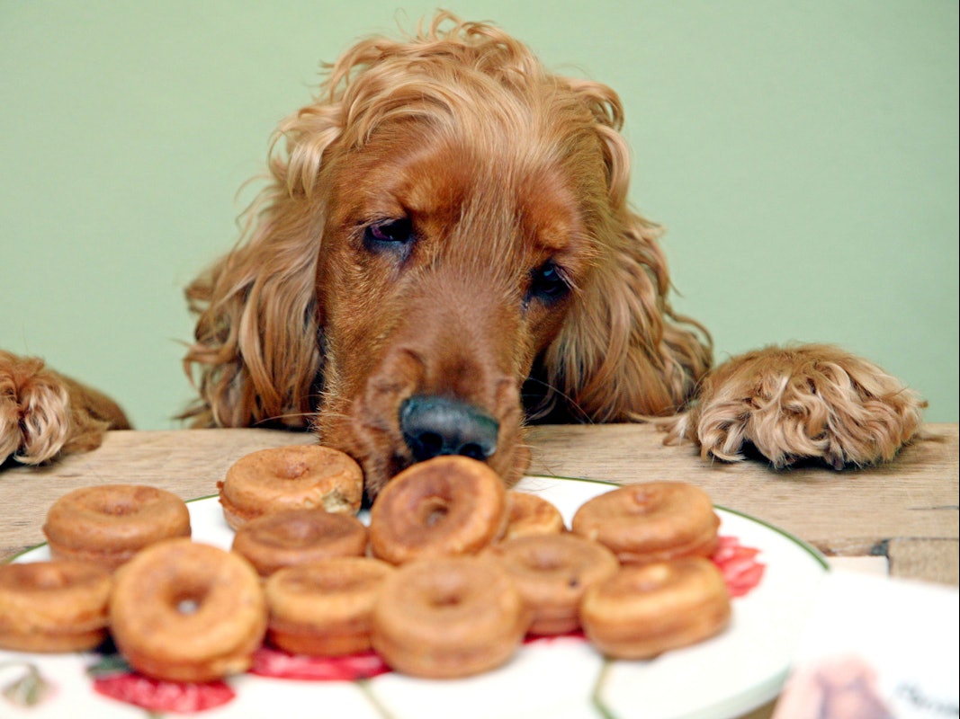 Die Cockerspanielhündin "Maggi" schnuppert an einem Teller mit Donuts.