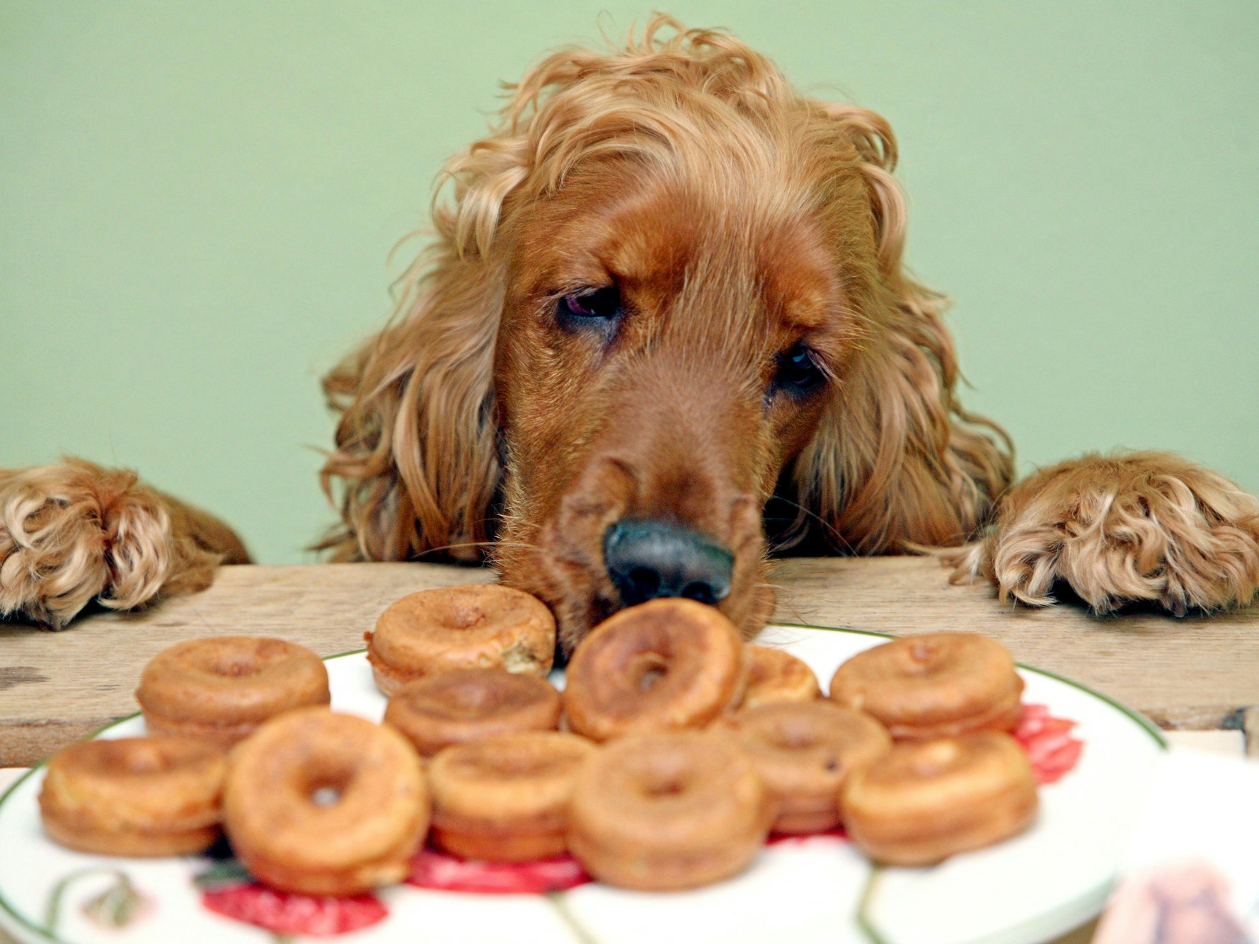 Die Cockerspanielhündin "Maggi" schnuppert an einem Teller mit Donuts.