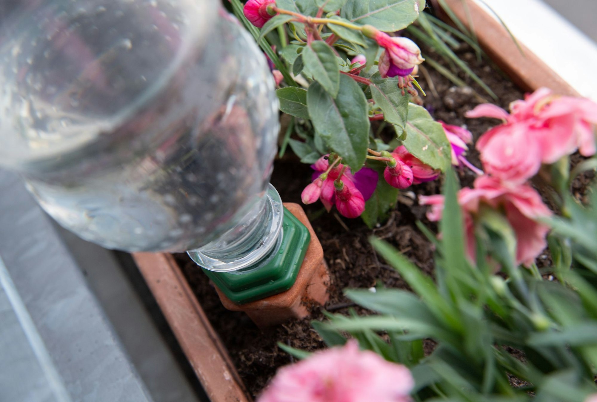 DIY-Lösung mit Flasche: Bewässerungssysteme müssen nicht teuer sein.