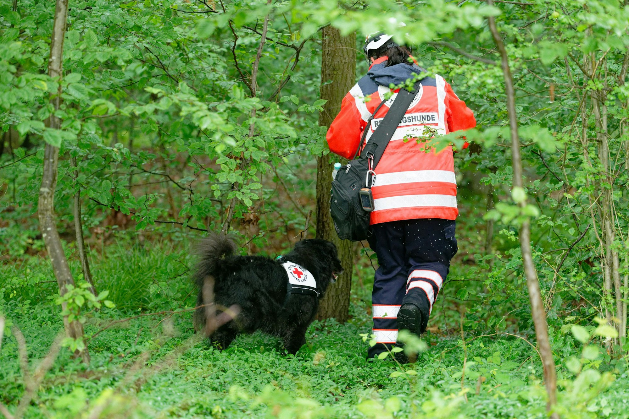Eine Hundeführerin des Roten Kreuzes sucht mit ihrem Hund am Ortsrand von Satzvey bei Mechernich nach einem vermisstem Mädchen.