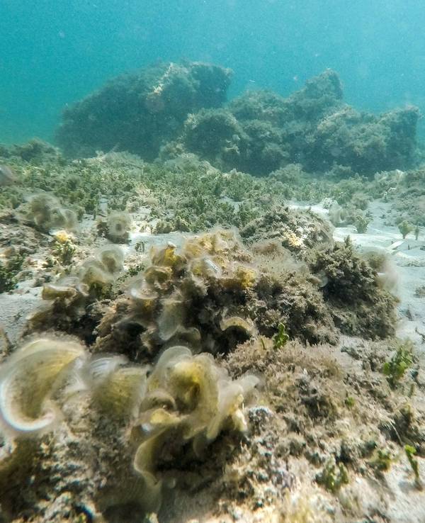 Die Unterwasserlandschaft nahe dem Strand von Bendinat auf Mallorca. Das Mittelmeer erwärmt sich einer Studie zufolge immer schneller und wird dabei auch immer salziger.