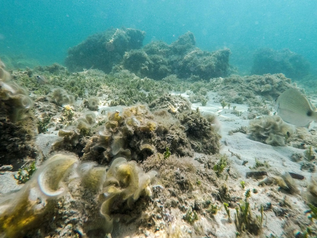 Die Unterwasserlandschaft nahe dem Strand von Bendinat auf Mallorca. Das Mittelmeer erwärmt sich einer Studie zufolge immer schneller und wird dabei auch immer salziger.