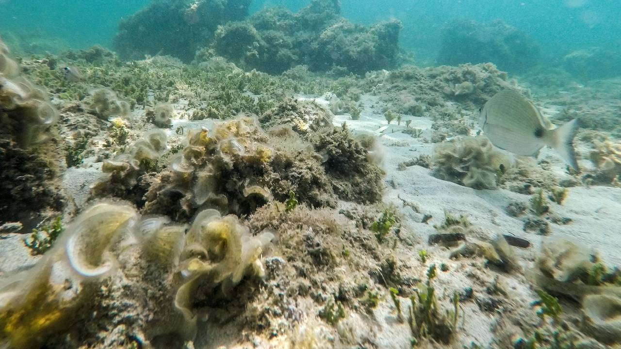 Die Unterwasserlandschaft nahe dem Strand von Bendinat auf Mallorca. Das Mittelmeer erwärmt sich einer Studie zufolge immer schneller und wird dabei auch immer salziger.