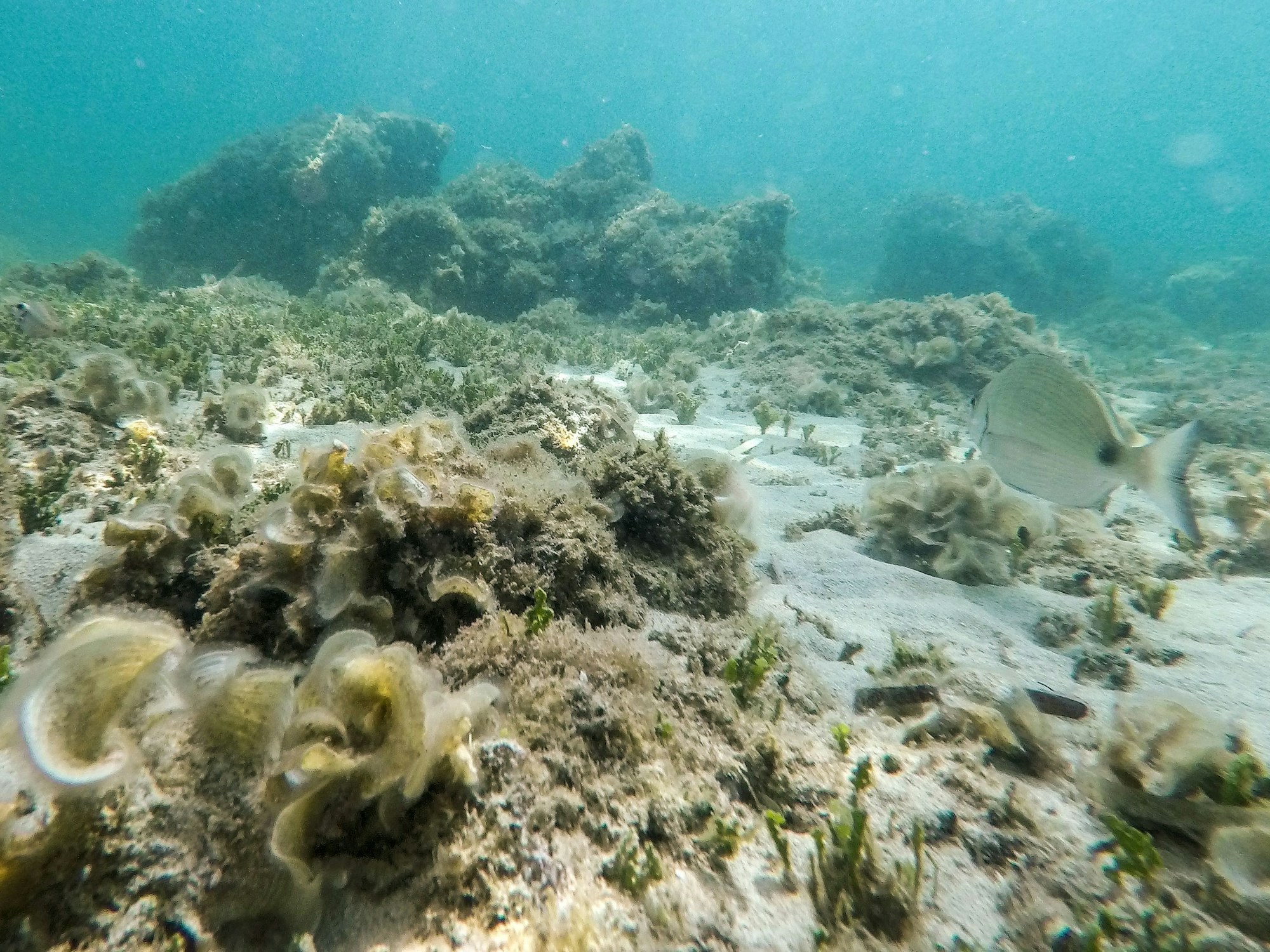 Die Unterwasserlandschaft nahe dem Strand von Bendinat auf Mallorca. Das Mittelmeer erwärmt sich einer Studie zufolge immer schneller und wird dabei auch immer salziger.