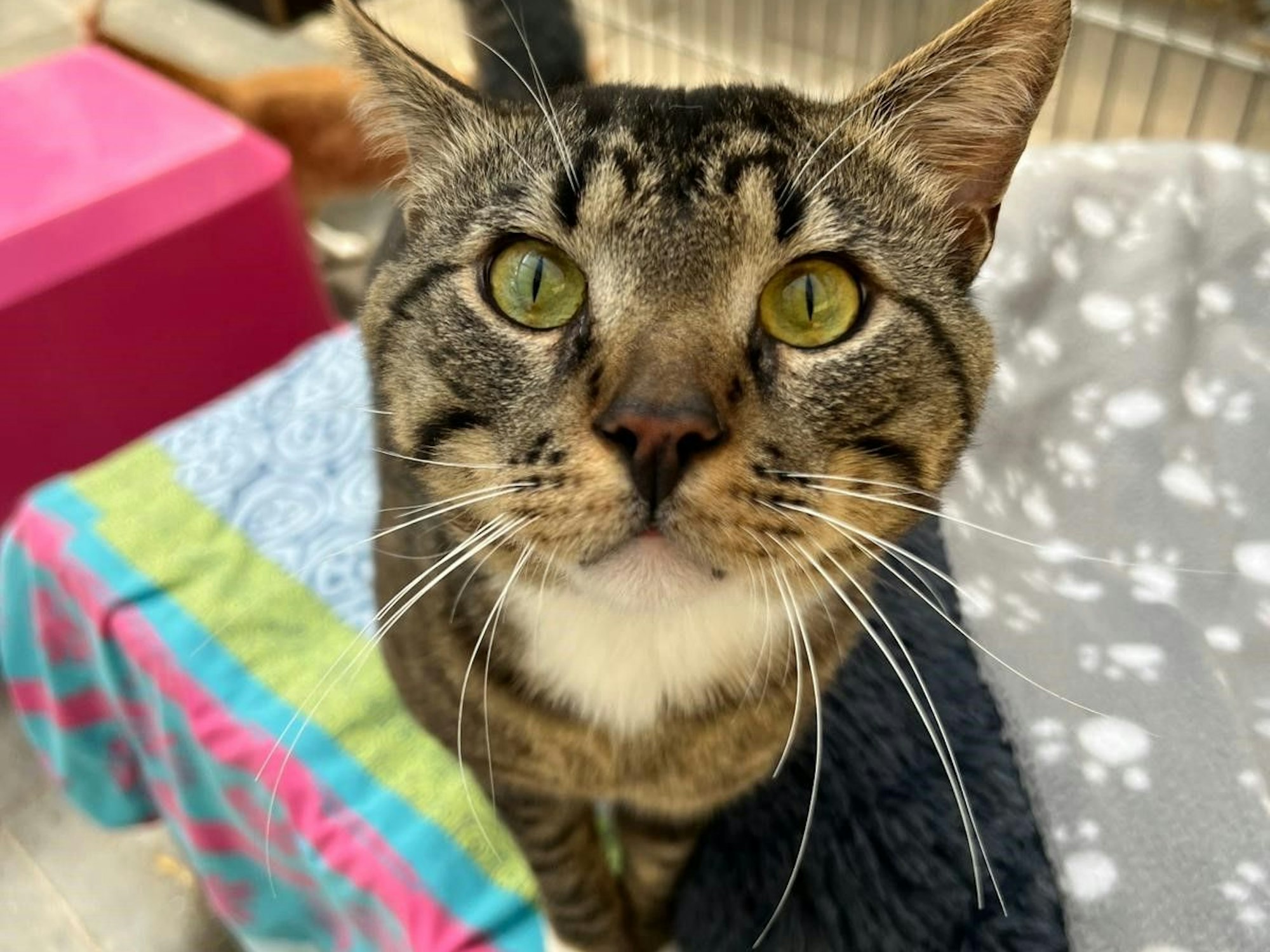 Ein Kater sitzt auf einem Bett und guckt in die Kamera.