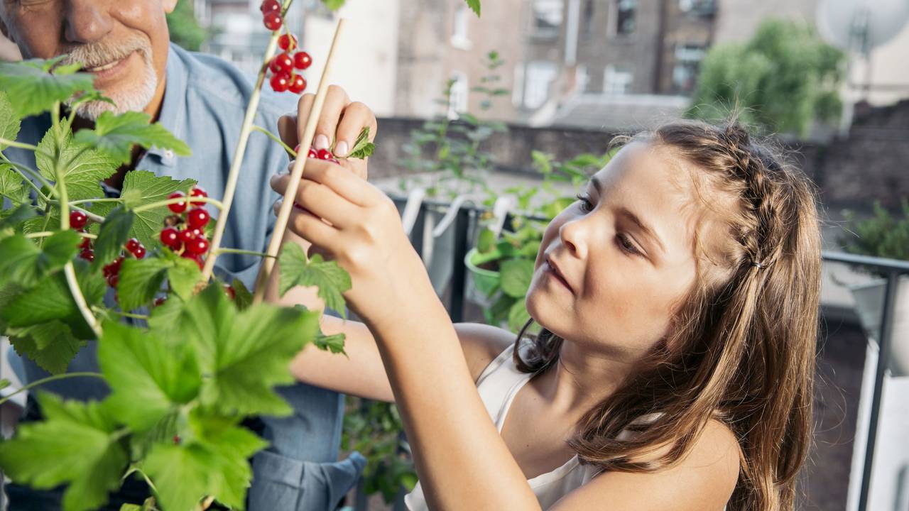 Obsternte klappt auch auf Balkonien