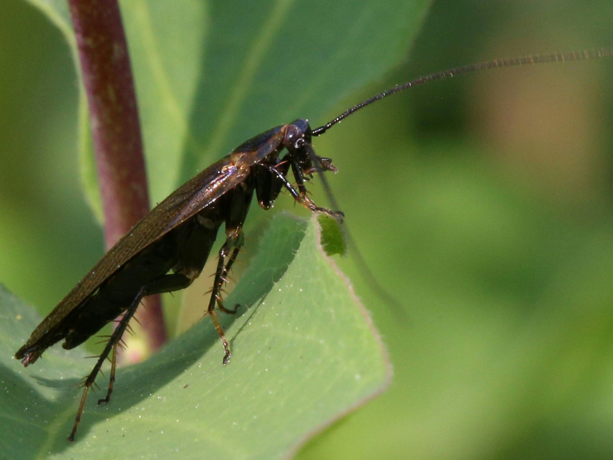 Eine Kakerlake auf einem Blatt.