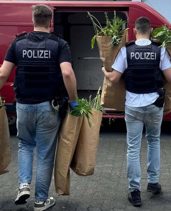 Zwei Polizisten tragen Tüten voller Cannabispflanzen zu einem Transporter.