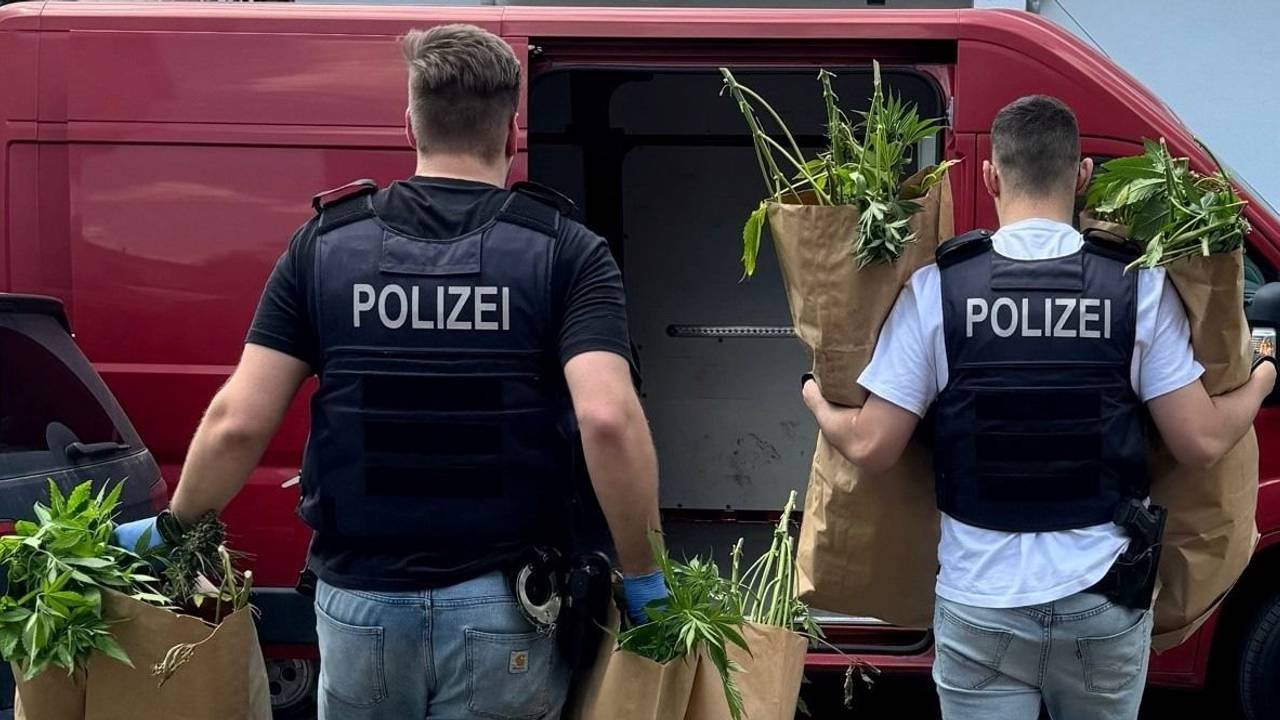 Zwei Polizisten tragen Tüten voller Cannabispflanzen zu einem Transporter.