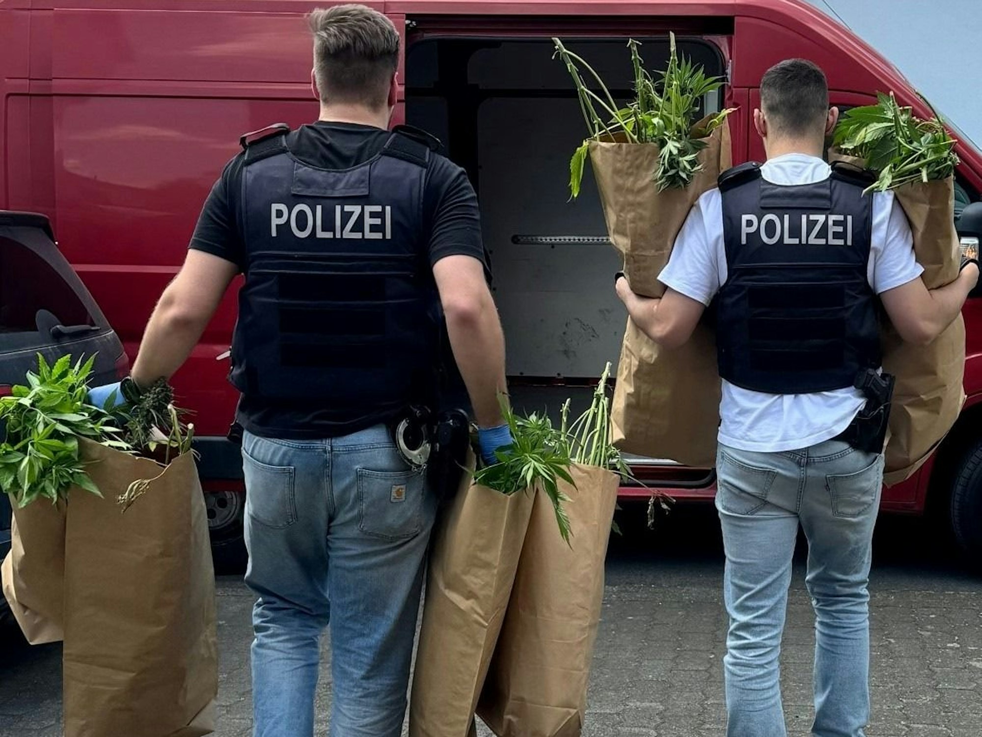 Zwei Polizisten tragen Tüten voller Cannabispflanzen zu einem Transporter.