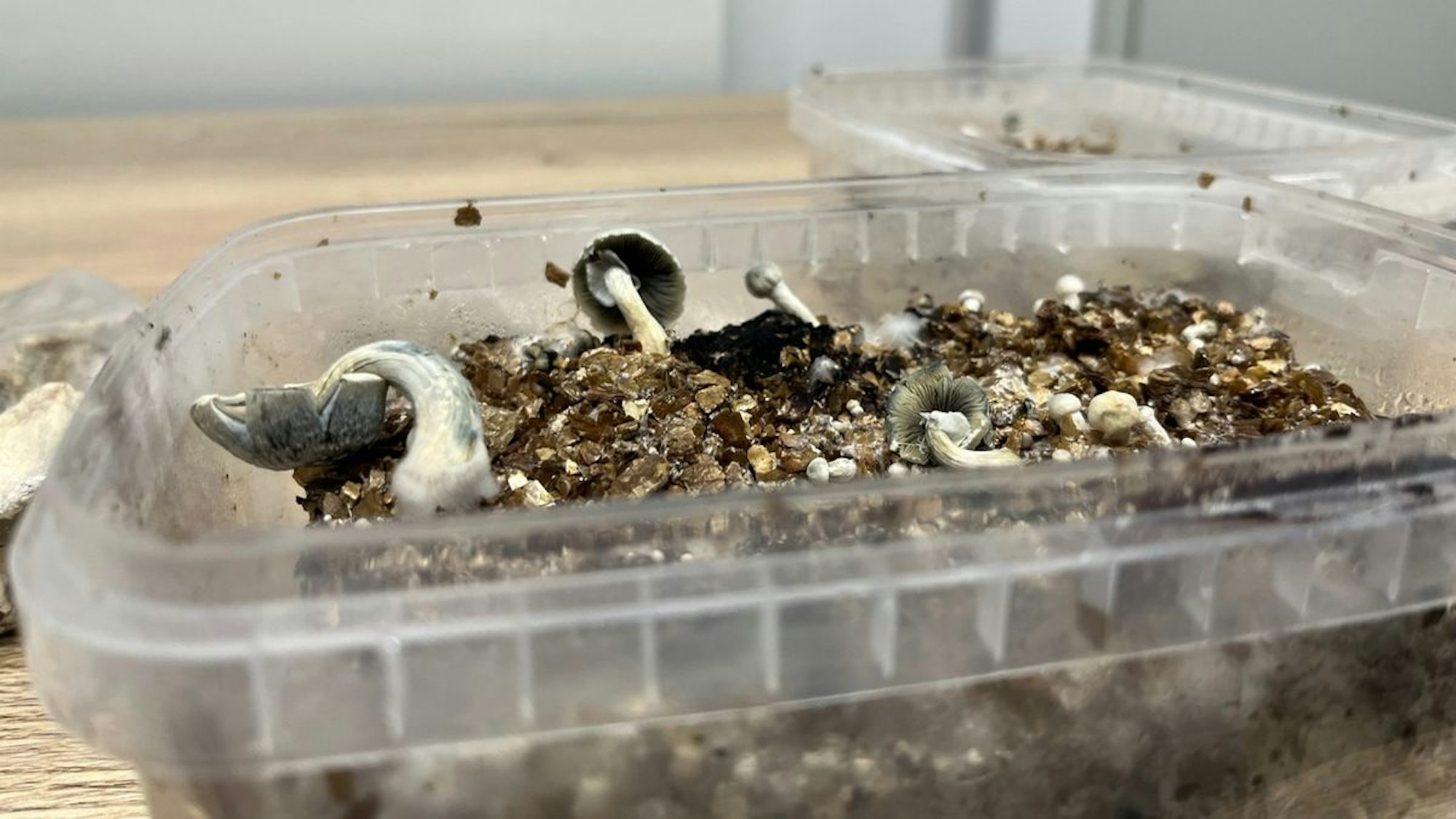 In einer Plastikschale wachsen Pilze.