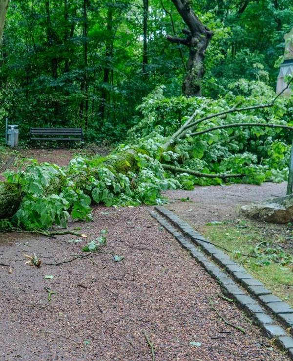 Ein umgestürzter Baum liegt in einem Park, im Vordergrund seine großen kaputten Wurzeln.