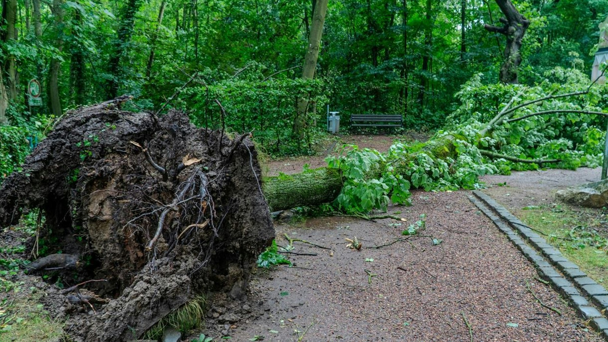 Ein umgestürzter Baum liegt in einem Park, im Vordergrund seine großen kaputten Wurzeln.