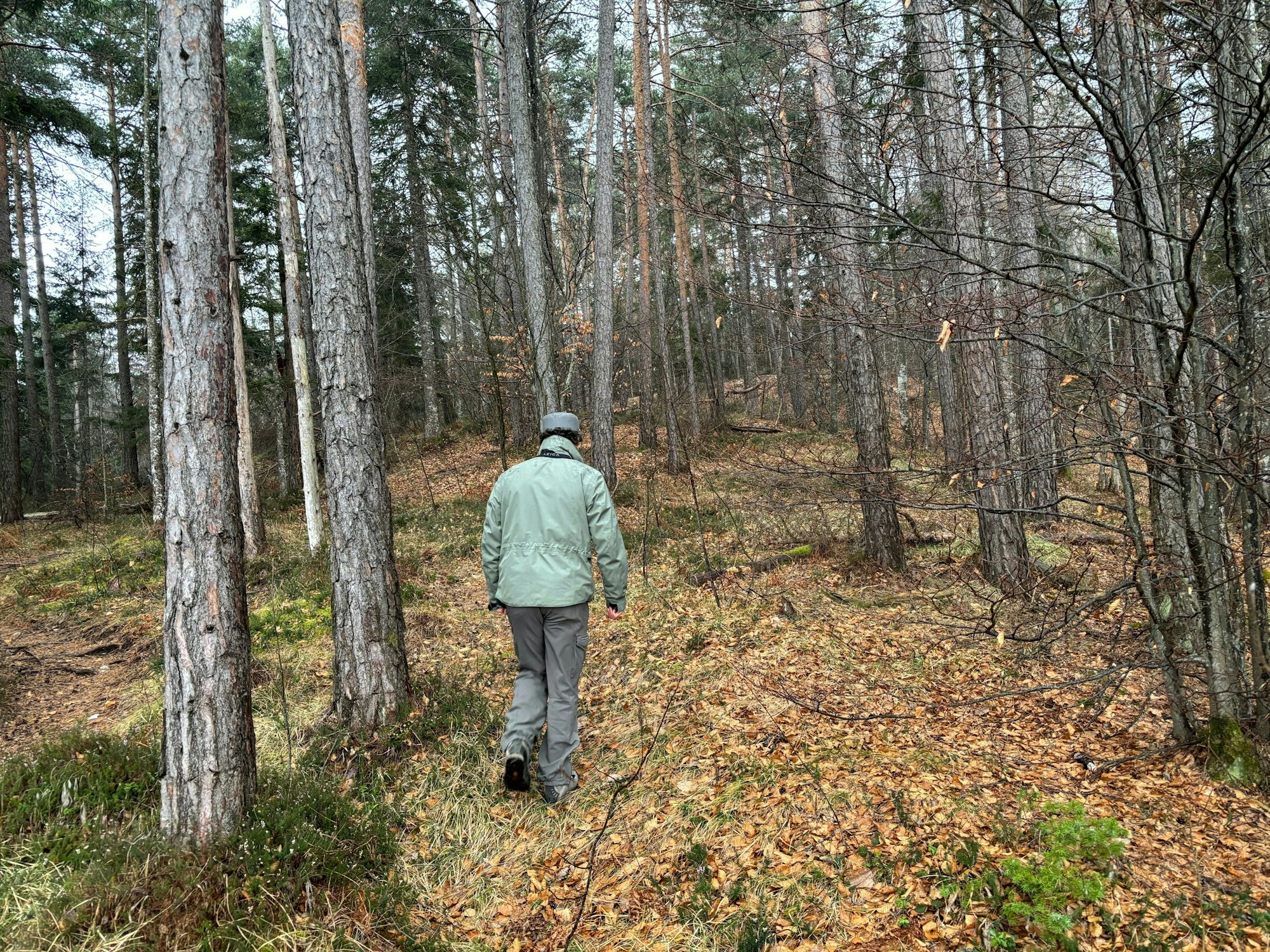 Ein Mitarbeiter des Forstkorps im Trentino untersucht ein Waldstück: Im Trentino leben durch ein erfolgreiches Wiederansiedlungsprojekt wieder Braunbären, ein Tourist wurde nun von einem der Raubtiere attackiert und verletzt.