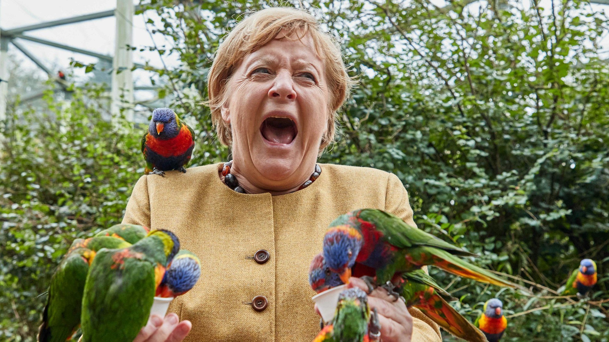 Angela Merkel füttert 2021 australische Loris im Vogelpark Marlow und wird dabei gebissen.