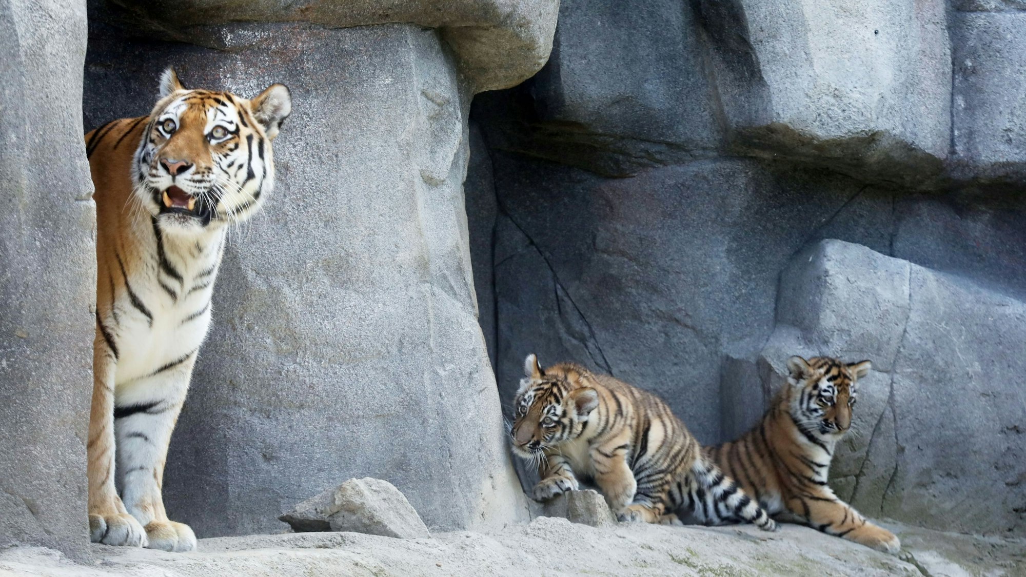 Die Tiger-Babys Tochka und Timur erkunden mit Mutter Katinka erstmals die Außenanlage im Kölner Zoo.