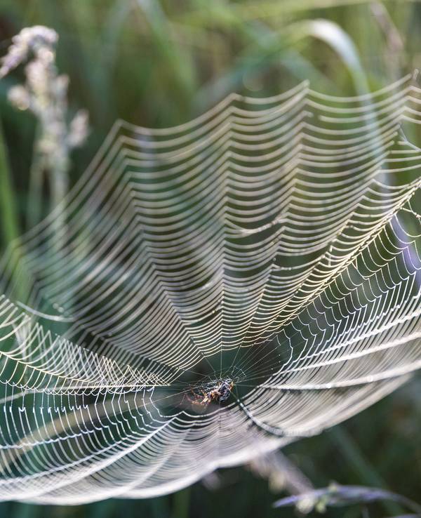 Eine Spinne sitzt im Zentrum ihres Netzes im Naturschutzgebiet „Schleimündung“.