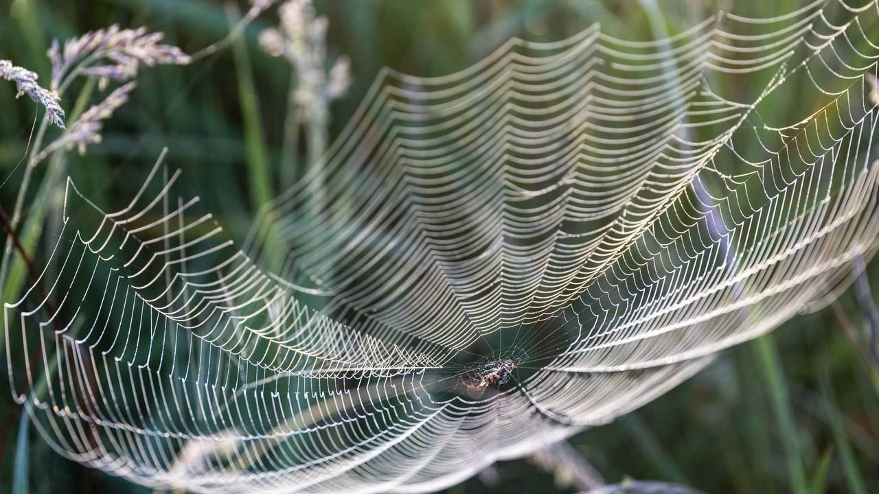 Eine Spinne sitzt im Zentrum ihres Netzes im Naturschutzgebiet „Schleimündung“.