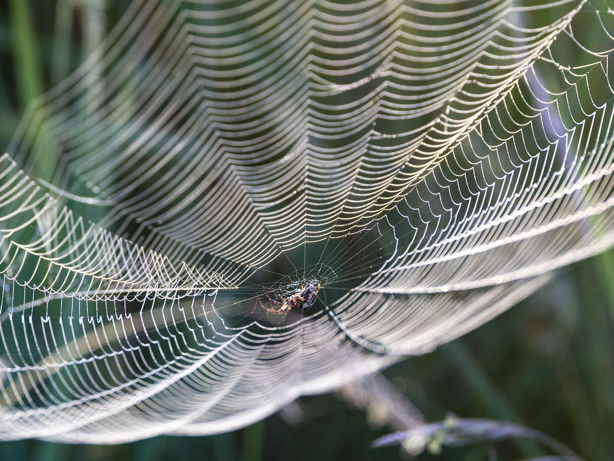 Eine Spinne sitzt im Zentrum ihres Netzes im Naturschutzgebiet „Schleimündung“.
