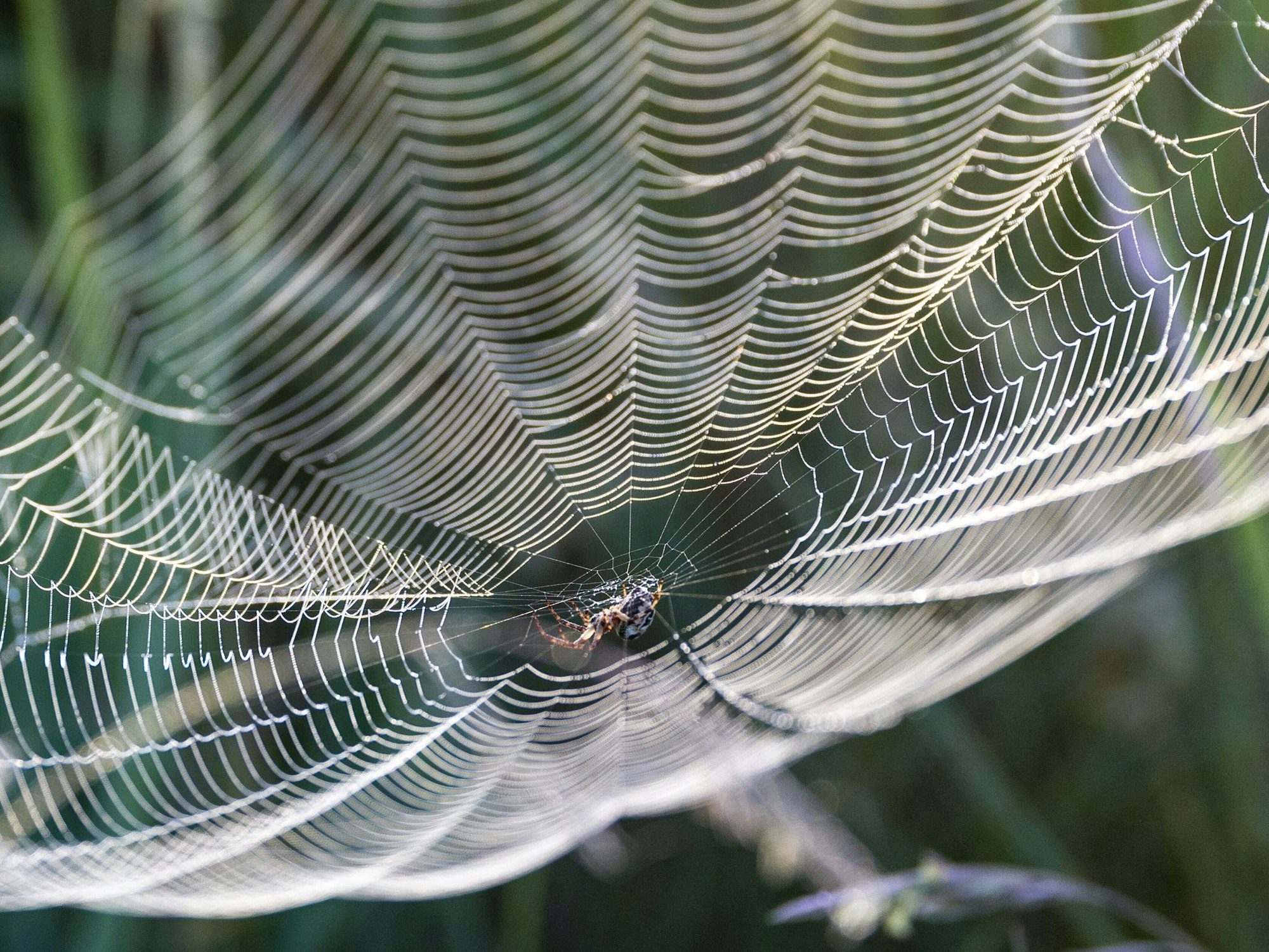 Eine Spinne sitzt im Zentrum ihres Netzes im Naturschutzgebiet „Schleimündung“.