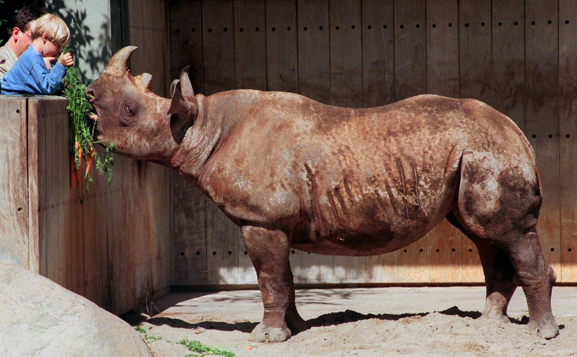 Nashorn Taco wird über eine Mauer von einem Kind gefüttert.