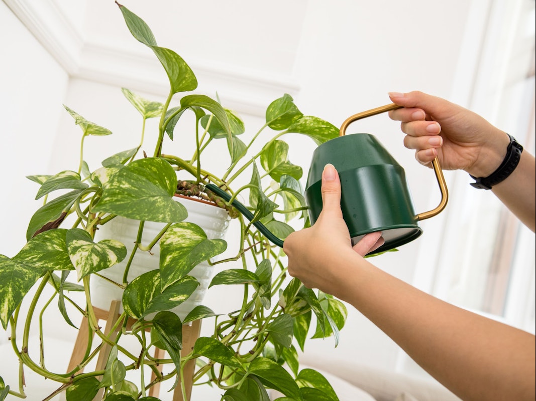 Zum Themendienst-Bericht von Katja Sponholz vom 16. November 2021: Eigentlich brauchen Zimmerpflanzen im Winter weniger Wasser, da sie weniger Energie produzieren können. Aber trockene Heizungsluft kann sie auch leiden lassen.