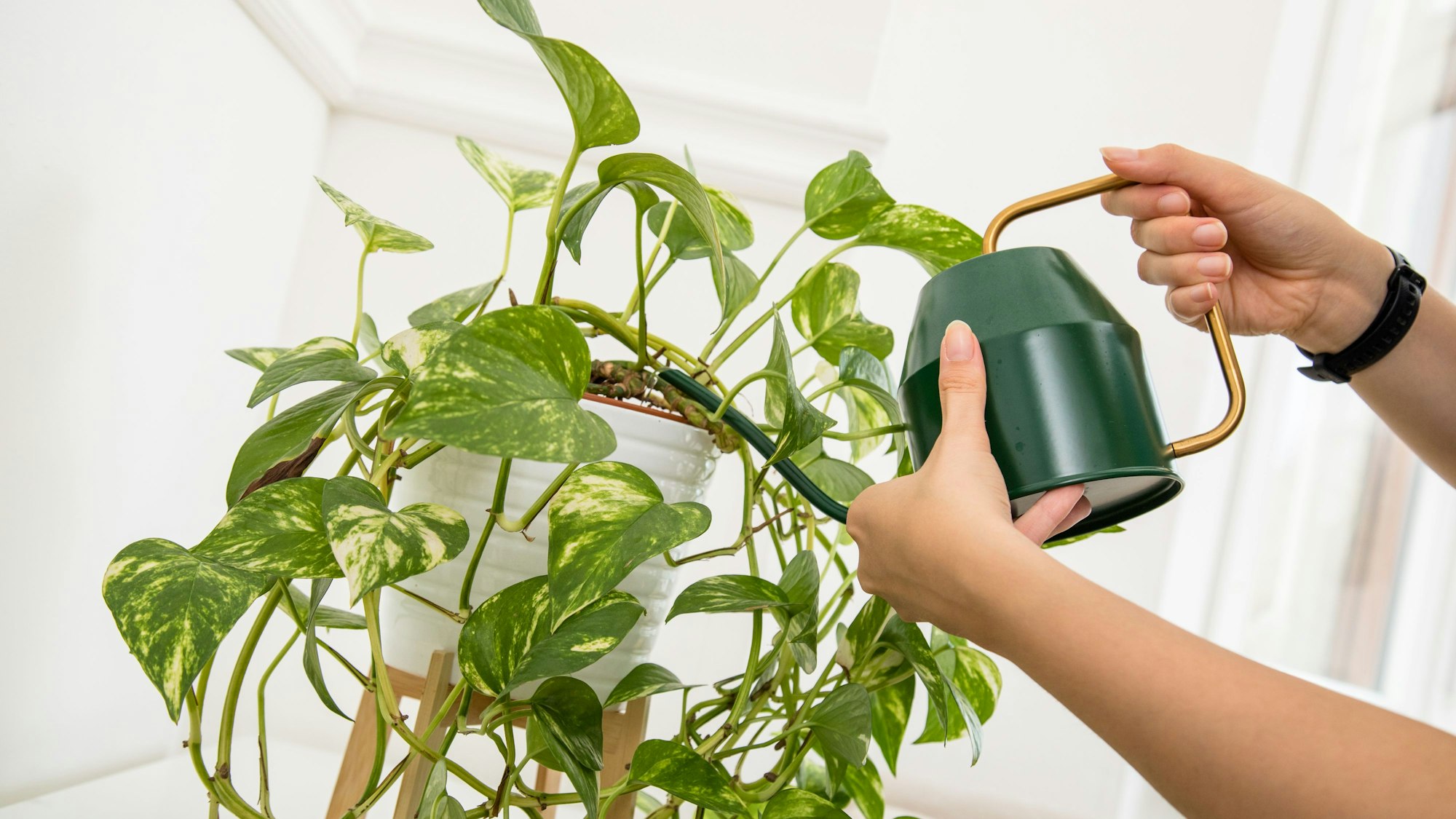 Zum Themendienst-Bericht von Katja Sponholz vom 16. November 2021: Eigentlich brauchen Zimmerpflanzen im Winter weniger Wasser, da sie weniger Energie produzieren können. Aber trockene Heizungsluft kann sie auch leiden lassen.