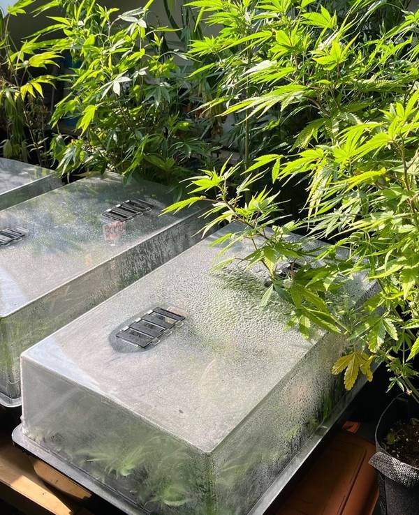 Neben Cannabispflanzen stehen mehrere Aufzuchtboxen.