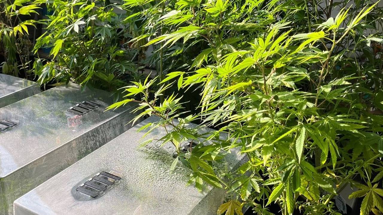Neben Cannabispflanzen stehen mehrere Aufzuchtboxen.