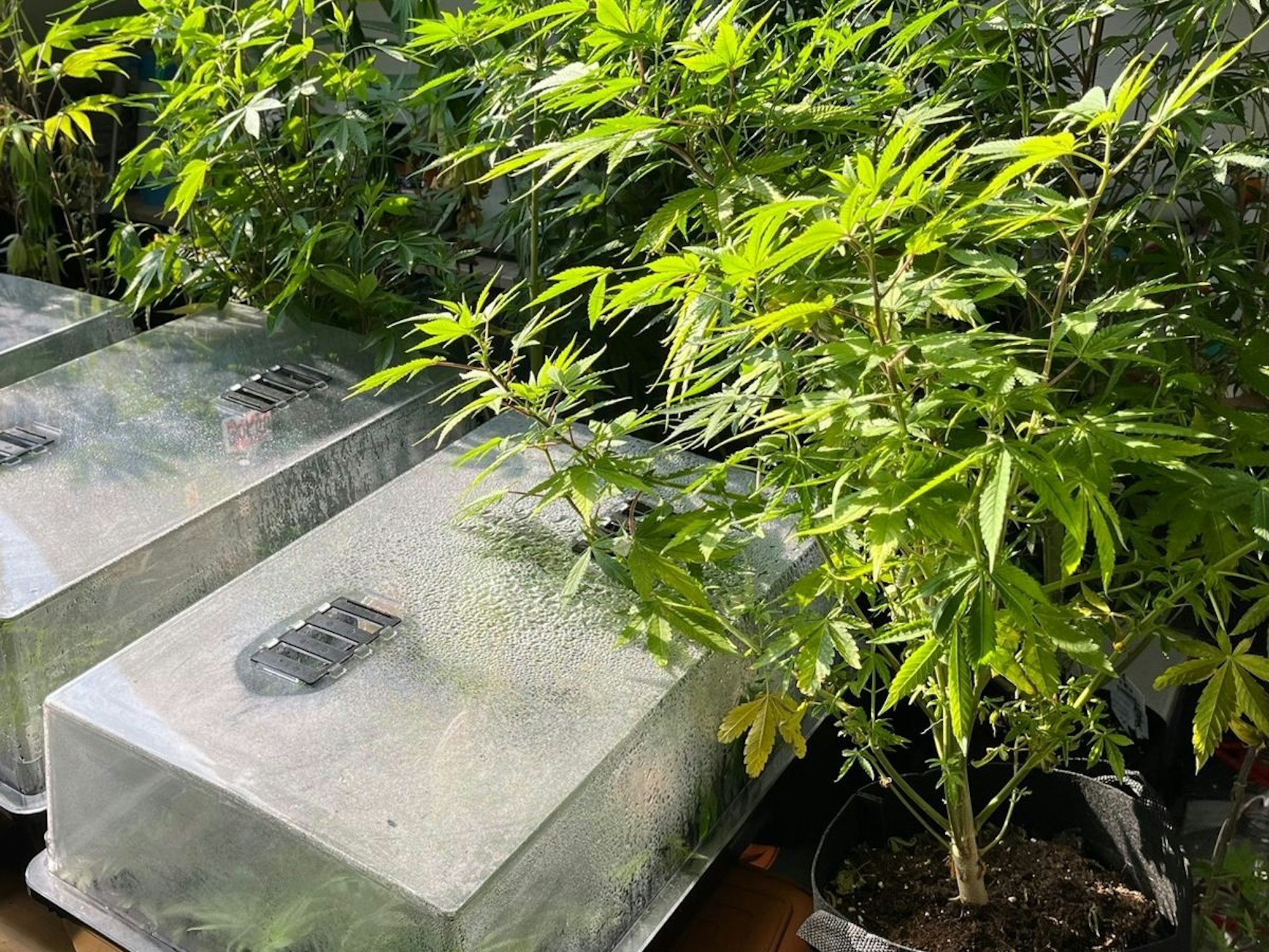 Neben Cannabispflanzen stehen mehrere Aufzuchtboxen.