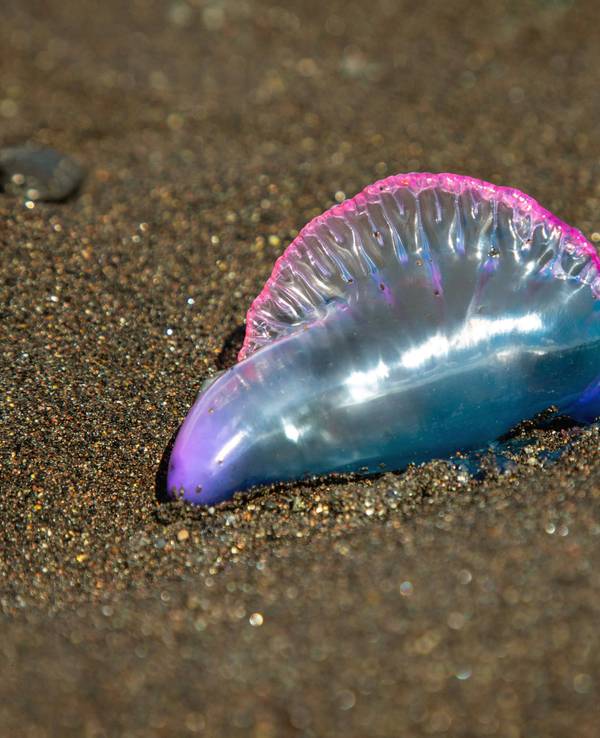 Eine portugiesische Galeere liegt am Strand.