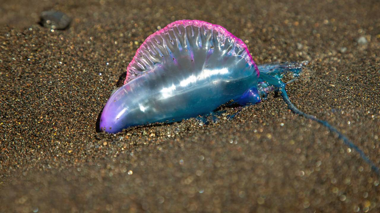 Eine portugiesische Galeere liegt am Strand.
