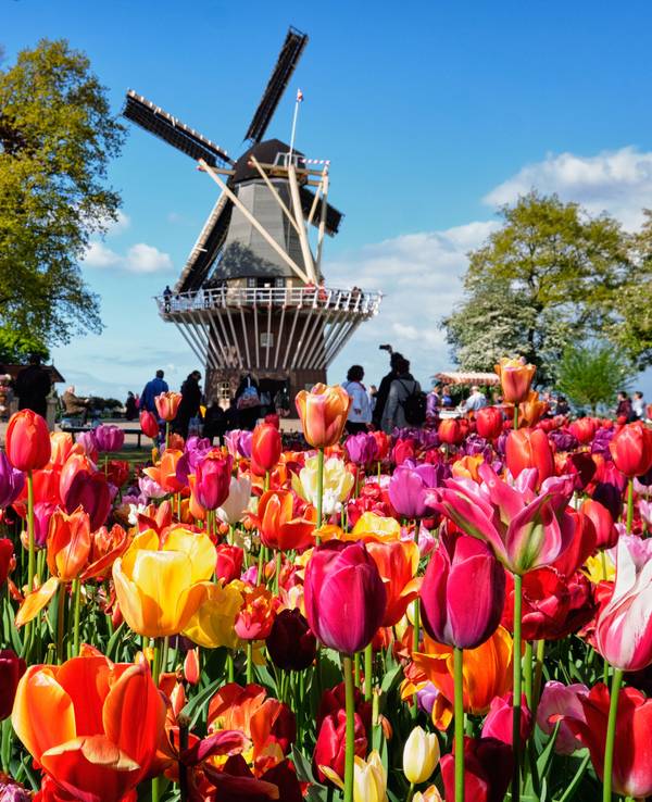 Im Keukenhof in den Niederlanden strahlen die Tulpen in leuchtenden Farben – vor der Kulisse der historischen Windmühle.