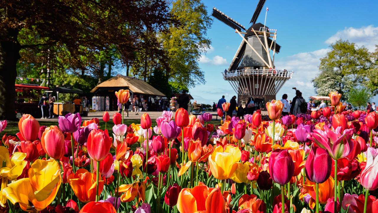 Im Keukenhof in den Niederlanden strahlen die Tulpen in leuchtenden Farben – vor der Kulisse der historischen Windmühle.