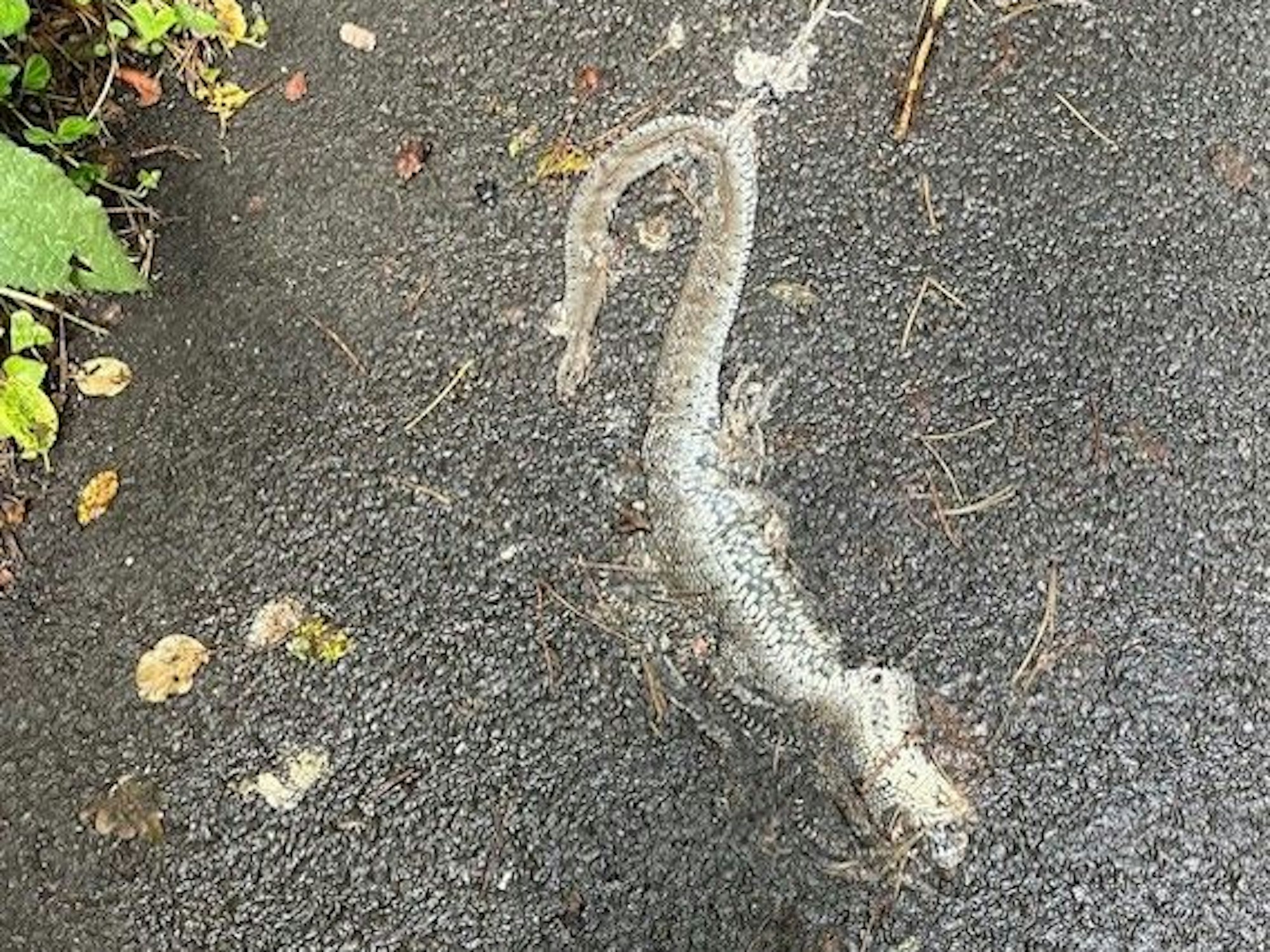 Eine tote Schlange liegt auf einer Straße.