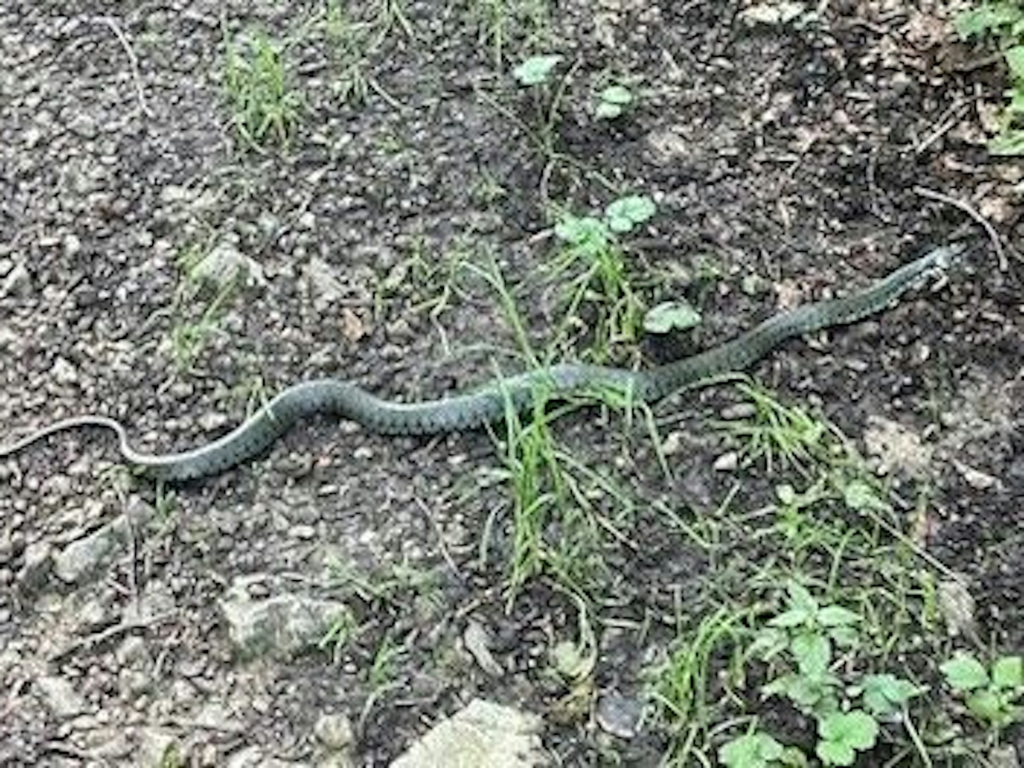 Eine Schlange kriecht über den Boden.