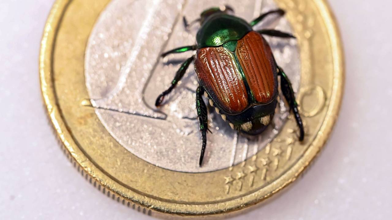 Beim Landwirtschaftlichen Technologiezentrum Augustenberg (LTZ) wird ein präparierter Japankäfer (Popillia japonica) auf einer Ein-Euro Münze gezeigt.