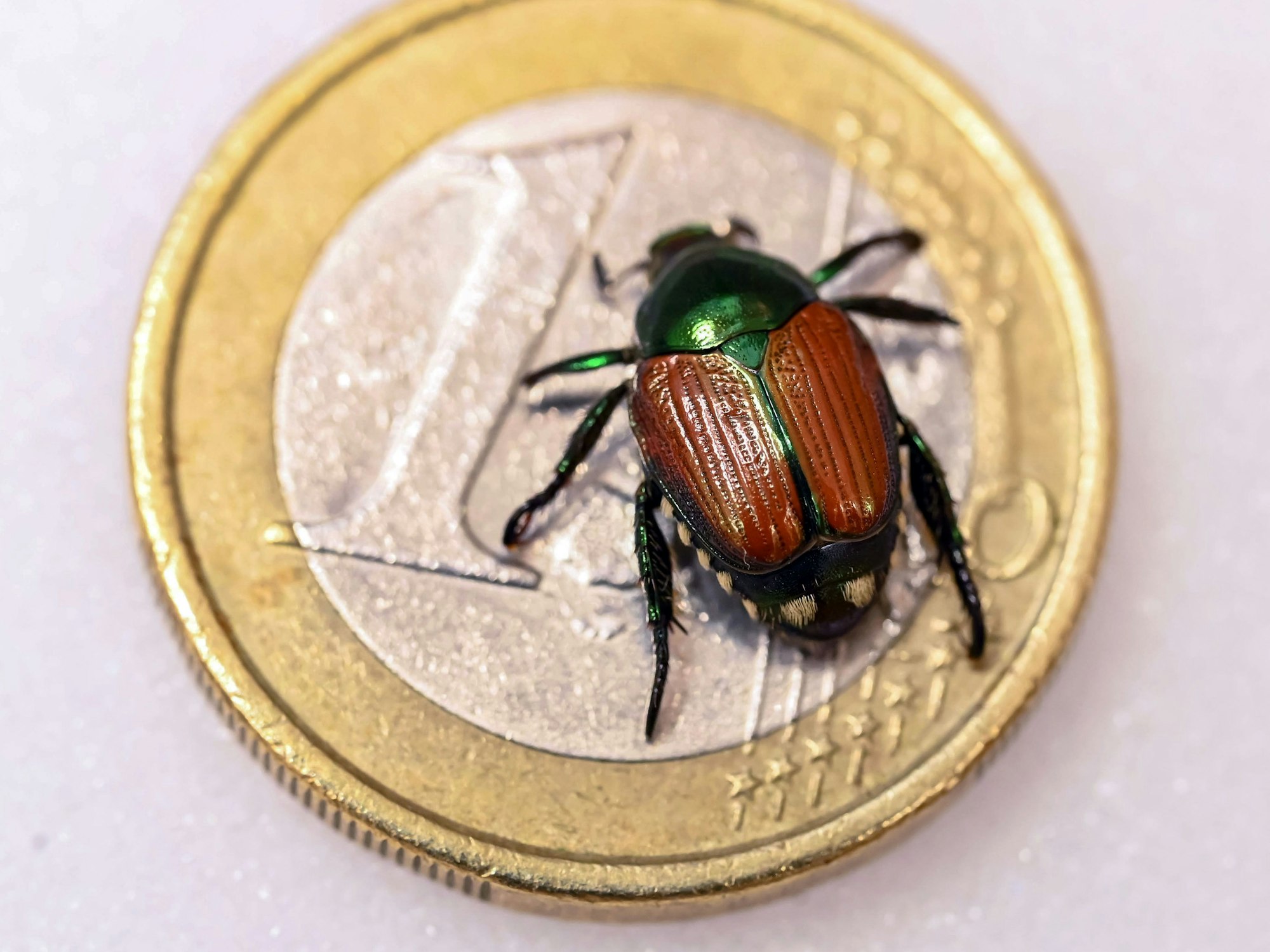 Beim Landwirtschaftlichen Technologiezentrum Augustenberg (LTZ) wird ein präparierter Japankäfer (Popillia japonica) auf einer Ein-Euro Münze gezeigt.