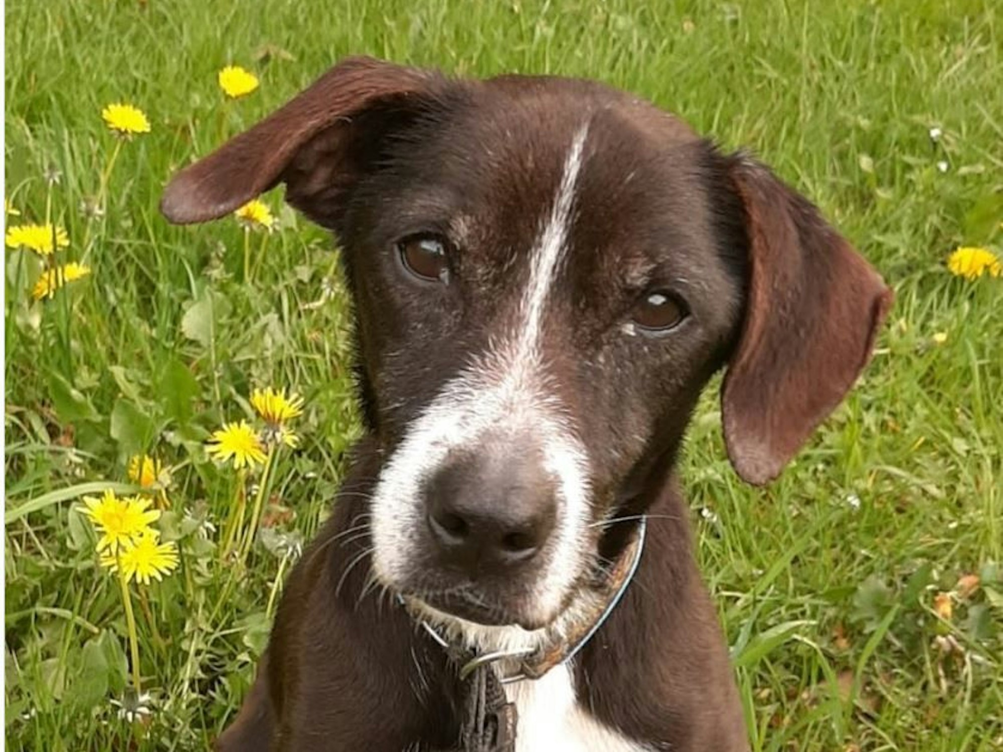 Hund Little aus dem Tierheim in Köln-Dellbrück.
