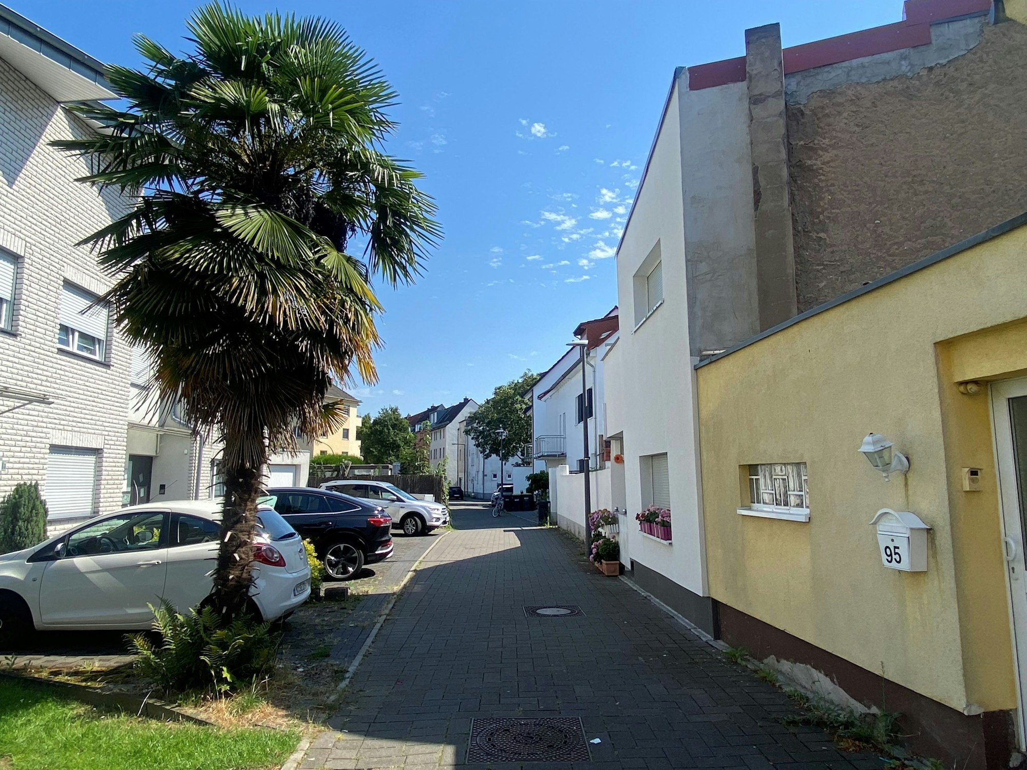 Eine Palme steht auf der Feldgärtenstraße in Köln-Niehl.