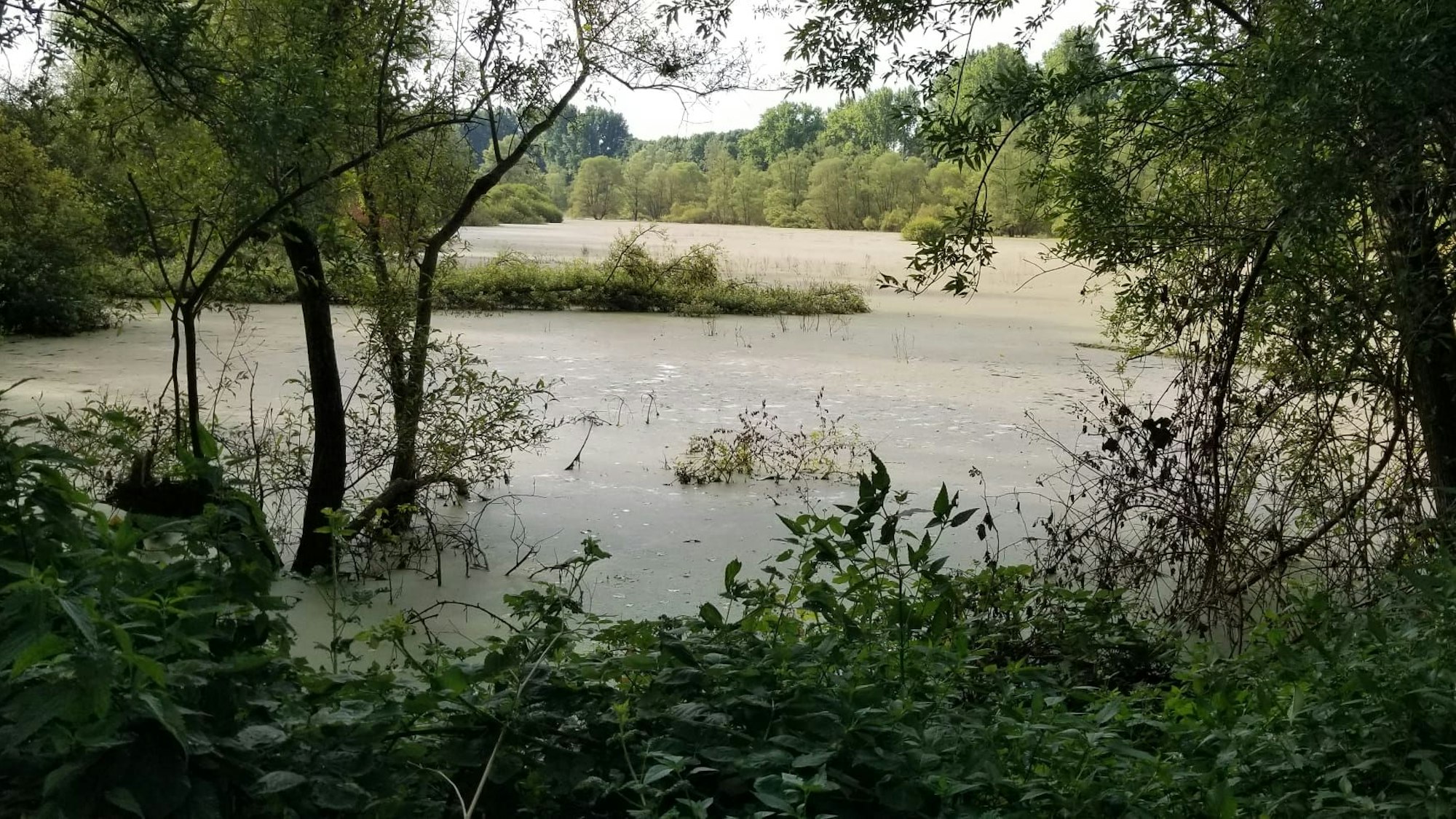 Blick auf die Moorlandschaft im Worringer Bruch